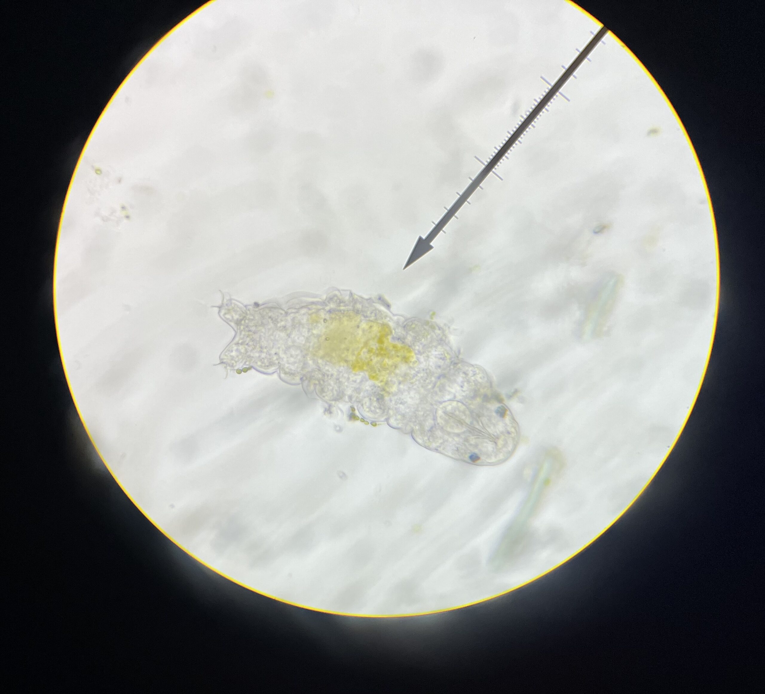 The Limits of Biological Indestructibility (image credits: By DSparrow14, CC BY-SA 4.0, https://commons.wikimedia.org/w/index.php?curid=124488939)