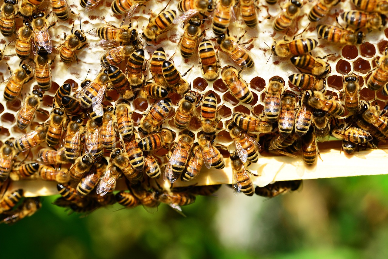 The Democracy of Six Legs (image credits: pixabay)