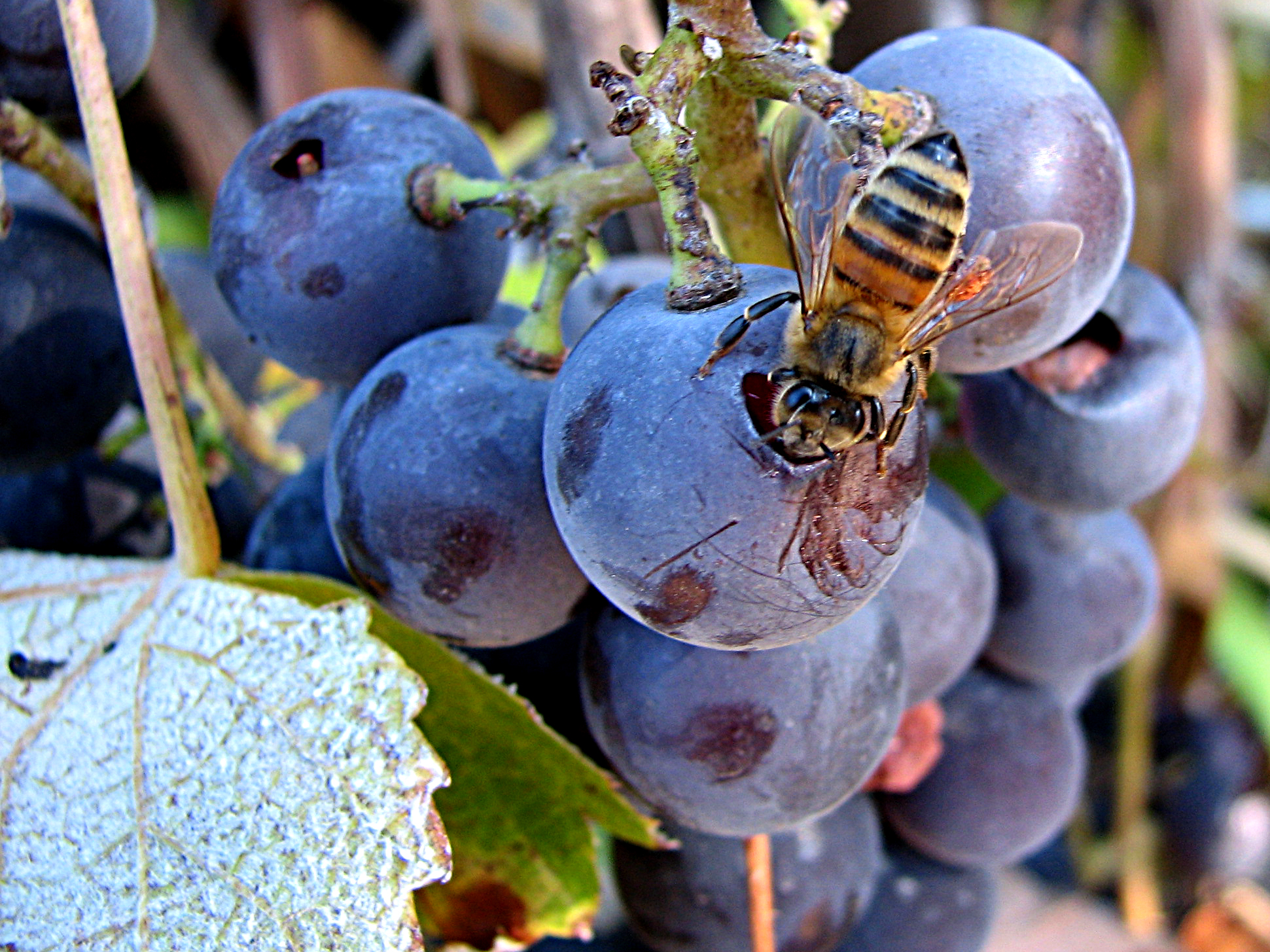 Honeybee House Hunting: Nature's Real Estate Democracy (image credits: wikimedia)