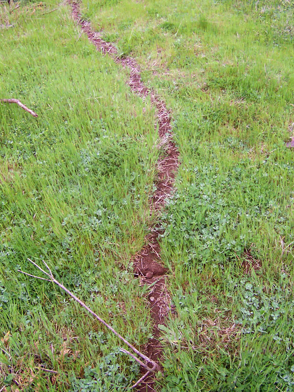 Ant Traffic Control: Distributed Decision Making (image credits: CC BY-SA 3.0, https://commons.wikimedia.org/w/index.php?curid=115200)