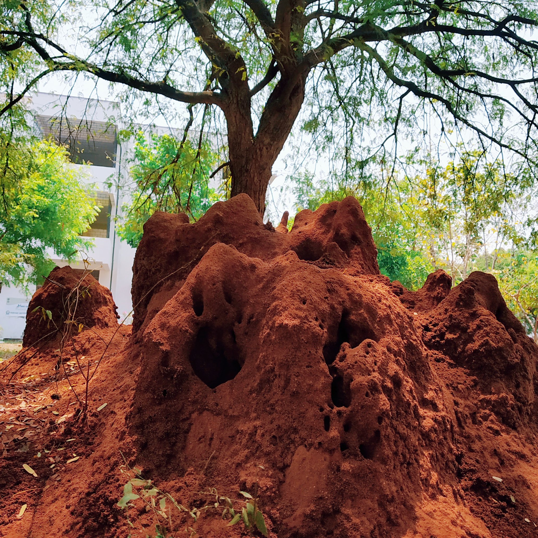 Termite Architecture: Voting with Building Blocks (image credits: wikimedia)