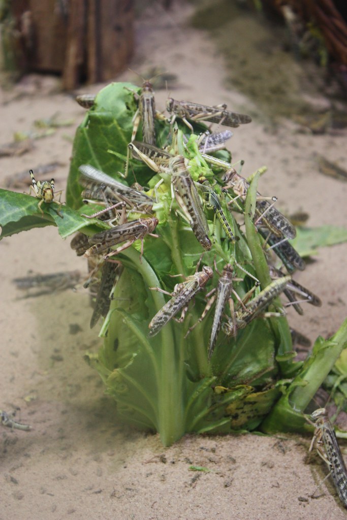 Locust Swarms: Collective Navigation Without GPS (image credits: flickr)