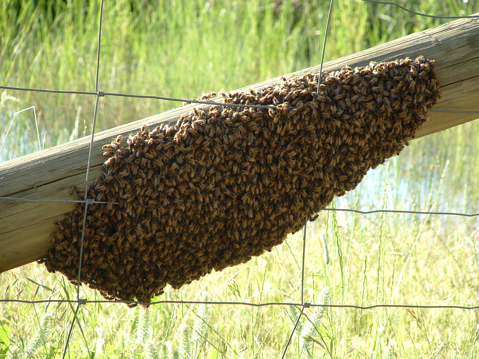 The Speed of Insect Democracy (image credits: wikimedia)