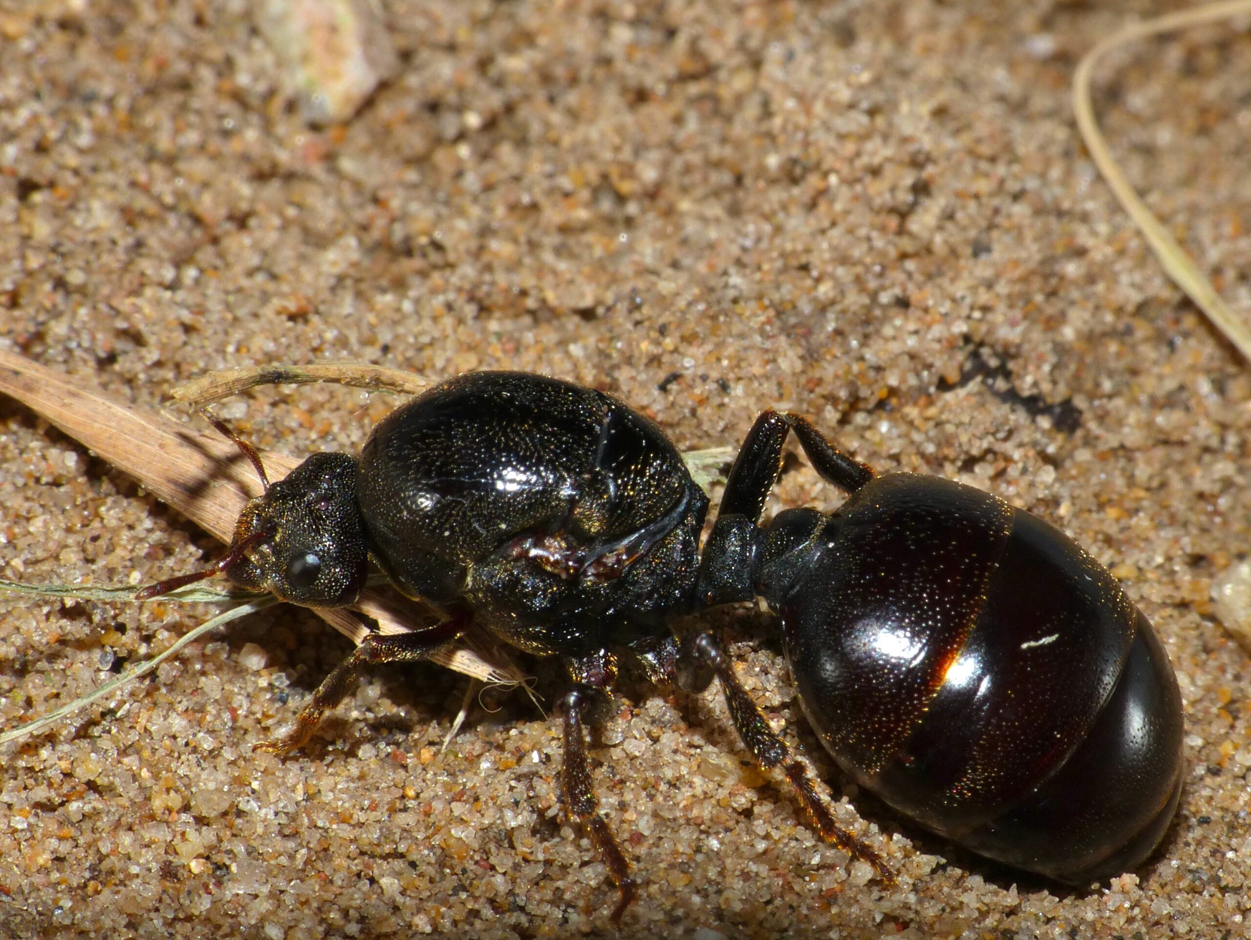 Communication Networks: The Insect Internet (image credits: African Thief Ant (Carebara vidua) queen, CC BY-SA 2.0, https://commons.wikimedia.org/w/index.php?curid=40740419)