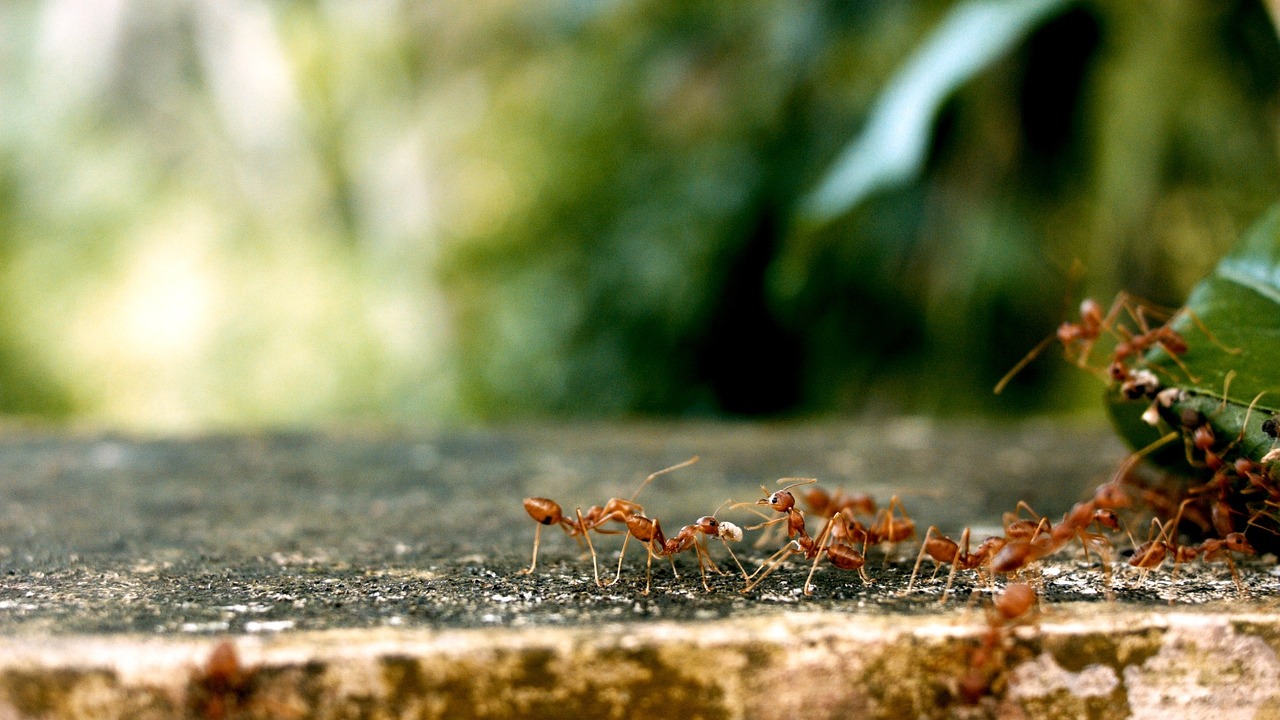 Conflict Resolution: When Insects Disagree (image credits: pixabay)
