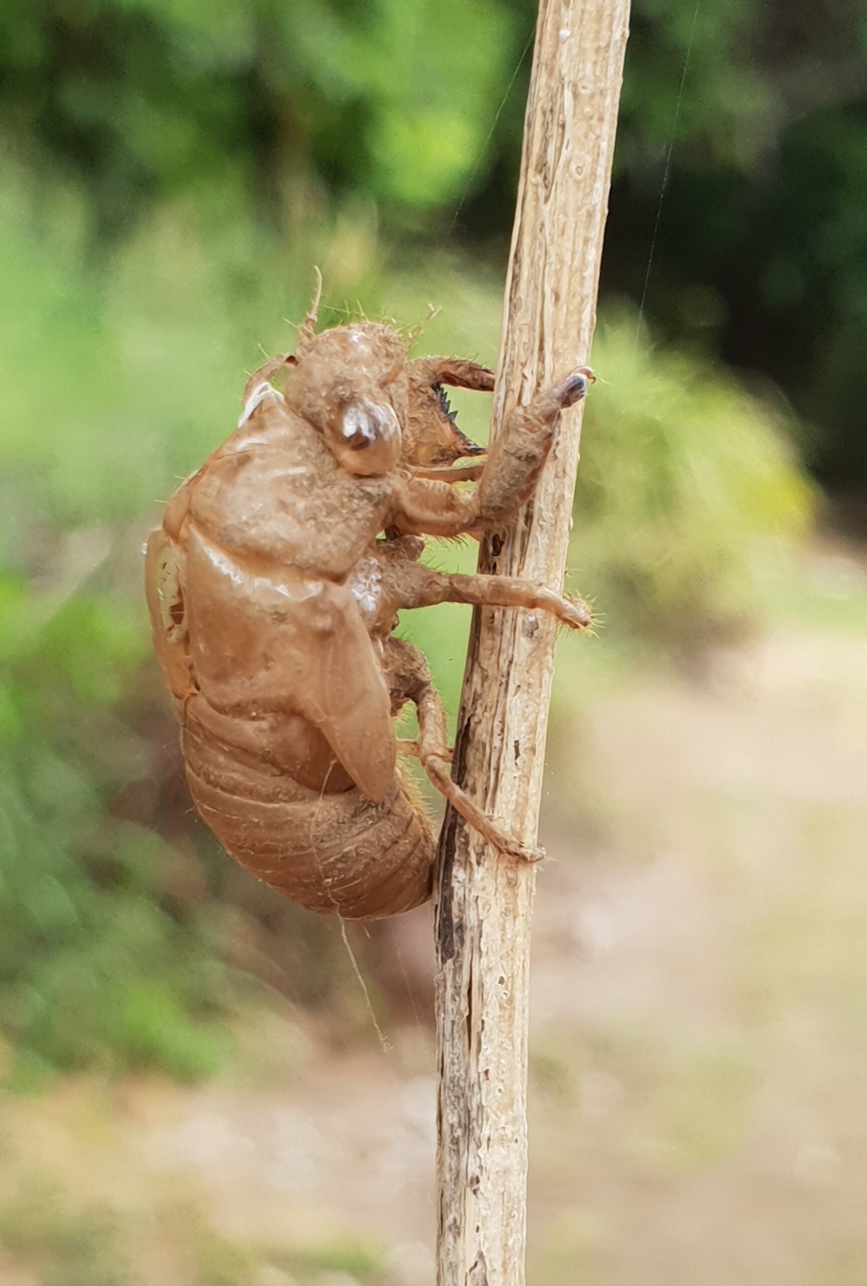 The Exoskeleton Problem: Armor That Becomes a Prison (image credits: By Ghazi, CC BY-SA 4.0, https://commons.wikimedia.org/w/index.php?curid=75833237)