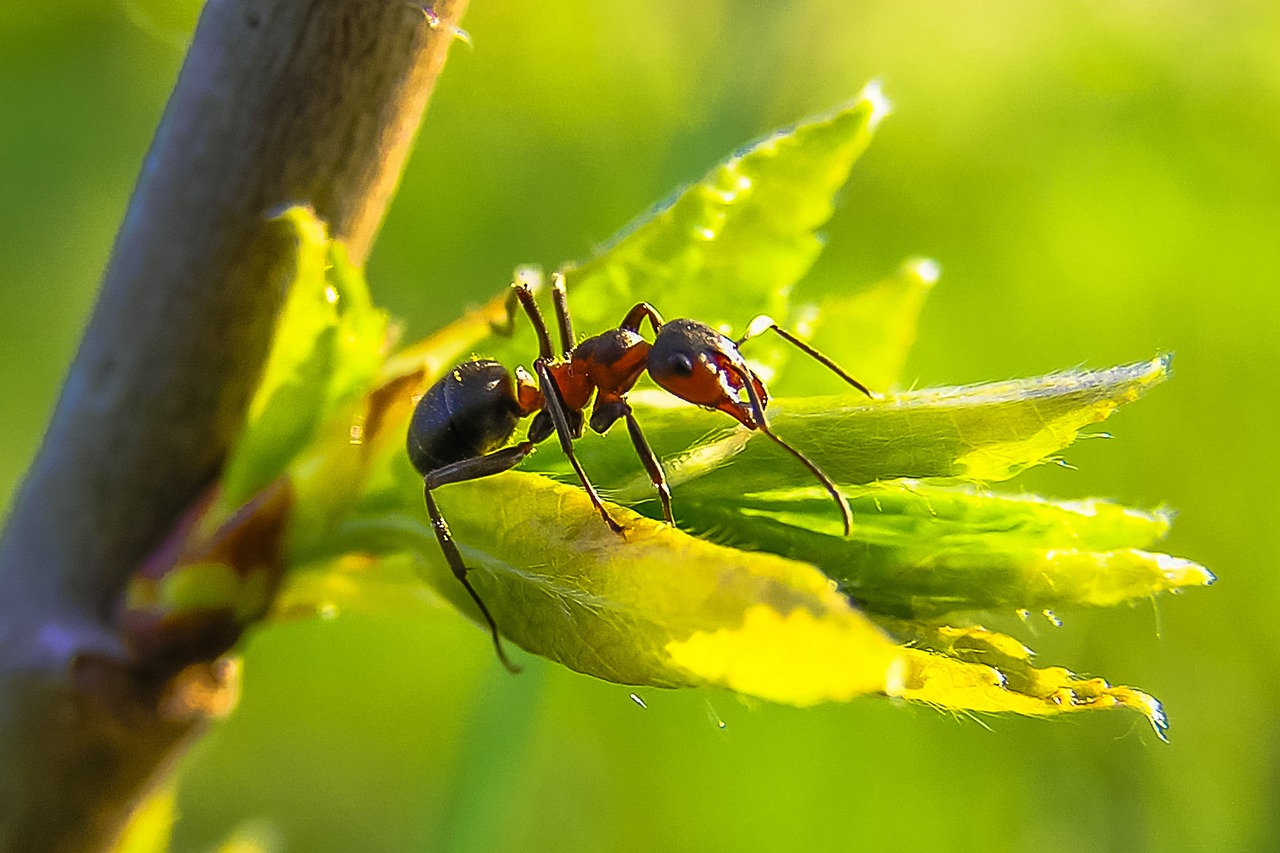 The Strength Myth: Why Giant Ants Wouldn't Lift Cars (image credits: pixabay)