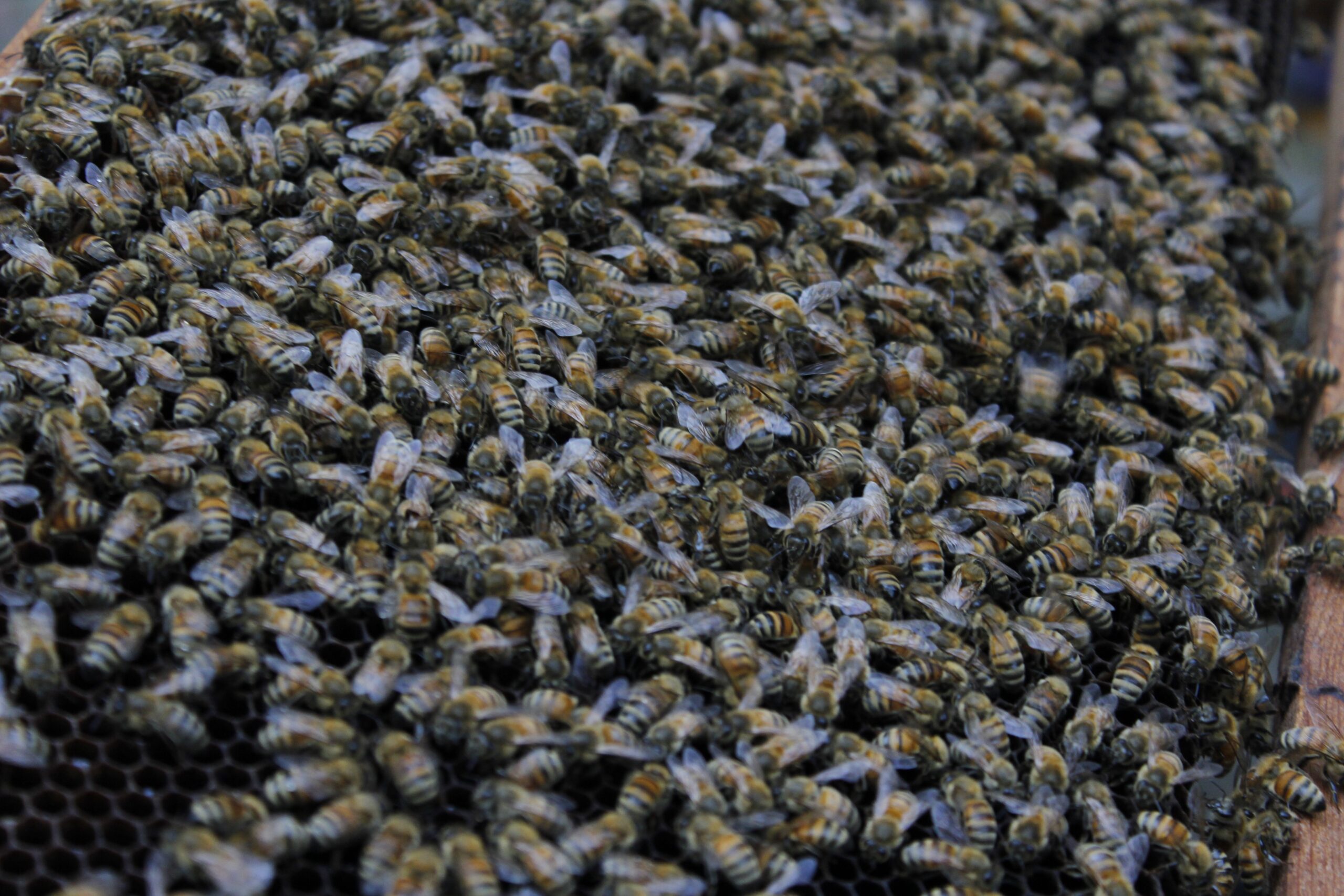 Social Structures: When Teamwork Becomes Impossible (image credits: wikimedia)