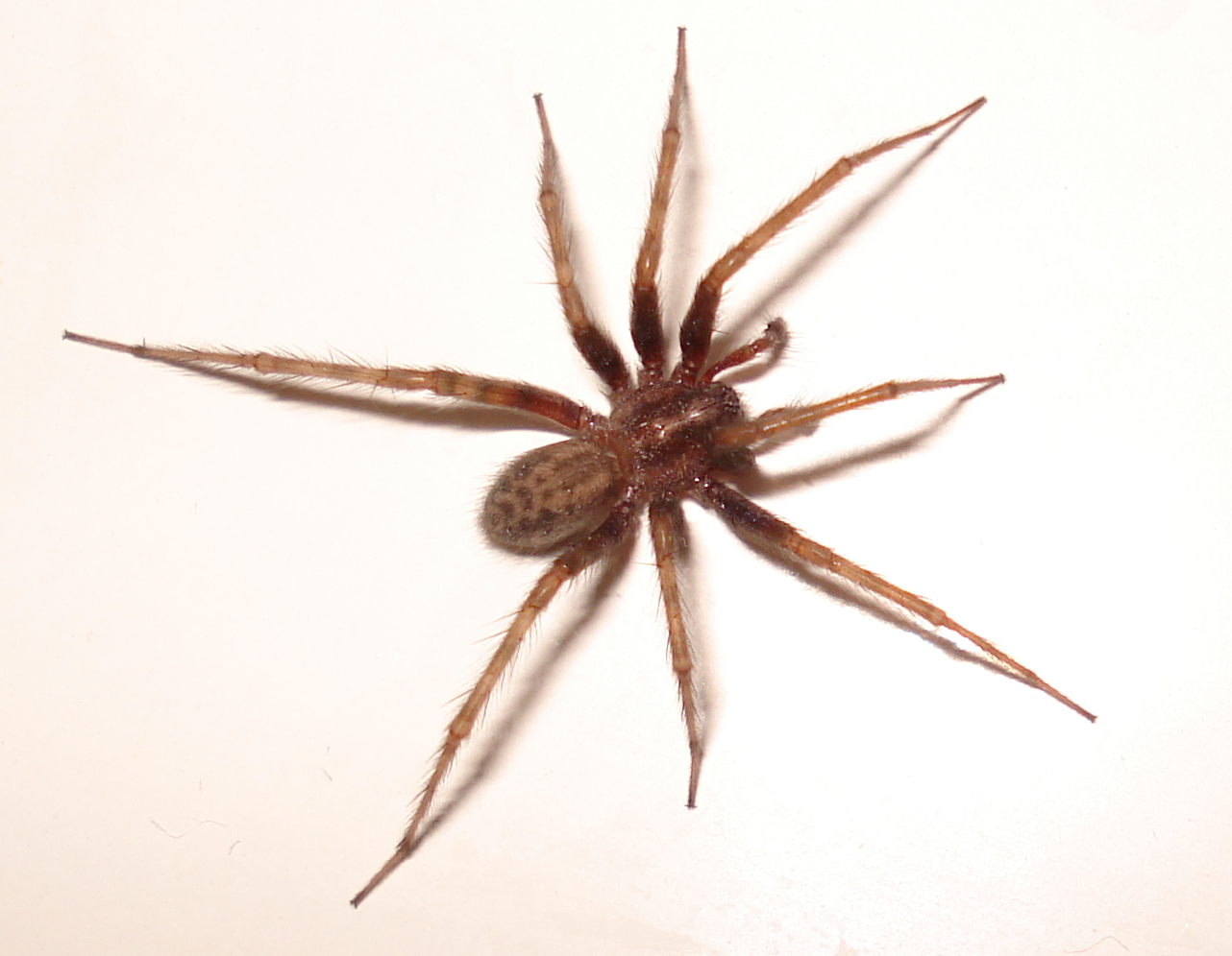 The Visible Residents: Spiders and Their Strategic Positioning (image credits: wikimedia)