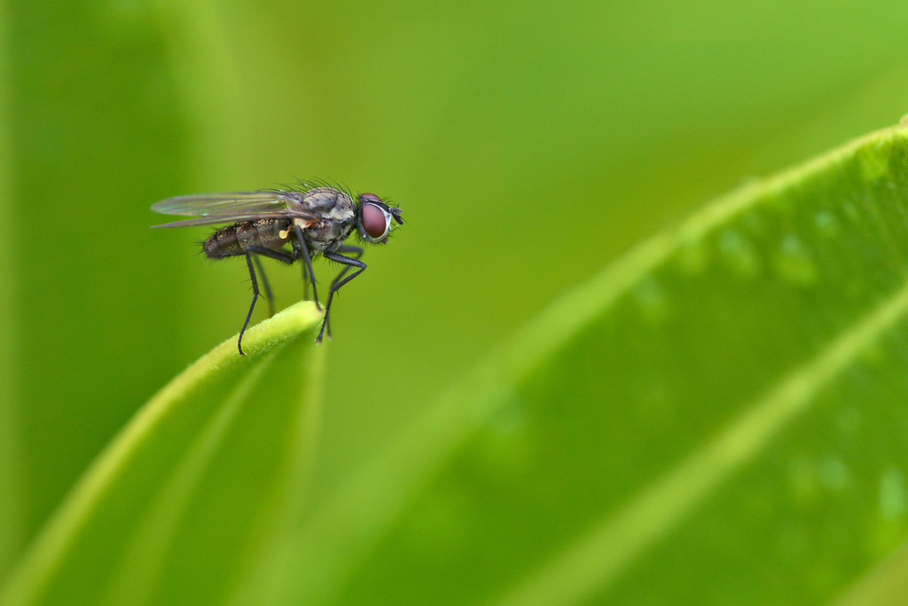 The Occasional Visitors: Flies and Flying Insects (image credits: flickr)