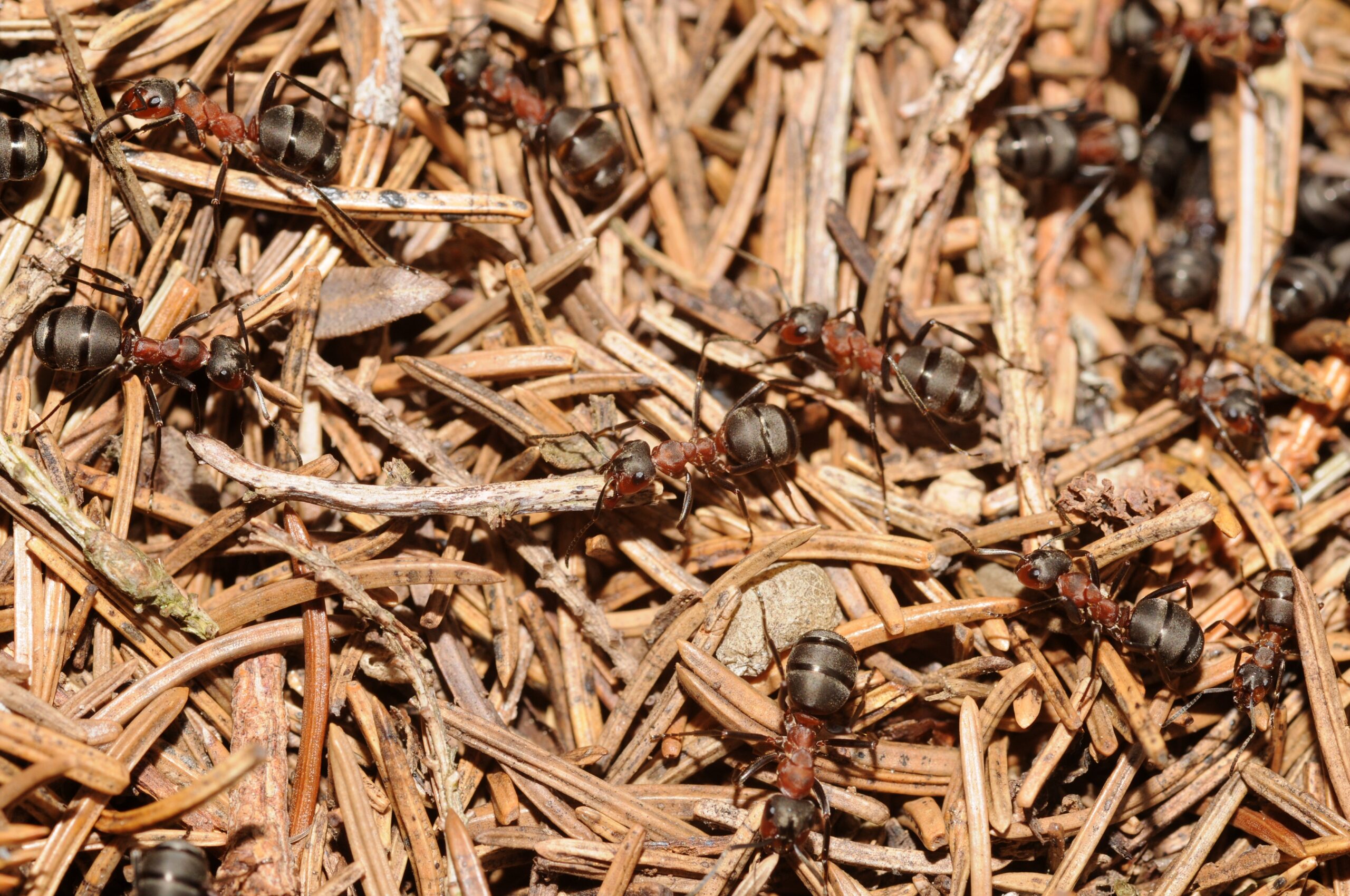 The Seasonal Invaders: Ants and Occasional Intruders (image credits: Formicidae sp.

Uploaded by ComputerHotline, CC BY 2.0, https://commons.wikimedia.org/w/index.php?curid=10024450)