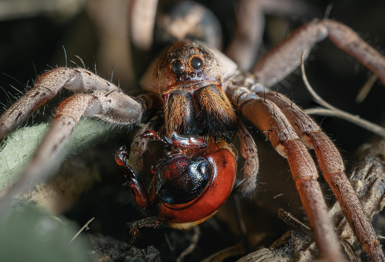 The Beneficial Bugs: Your Bedroom's Tiny Pest Control Team (image credits: pixabay)