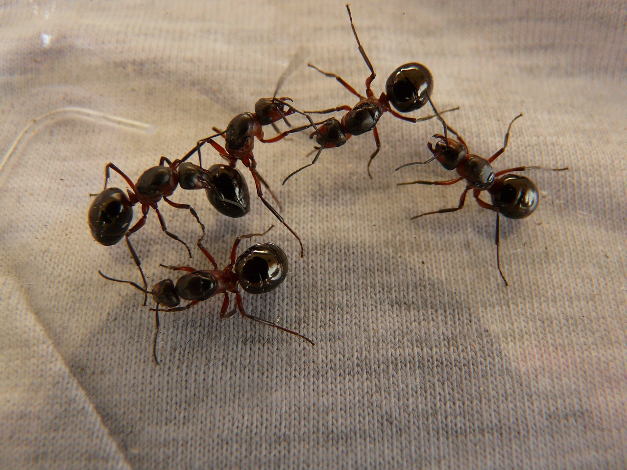 The Seasonal Cycles: How Bug Populations Fluctuate Throughout the Year (image credits: pixabay)