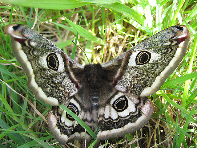 The Invisible Language of Pheromones (image credits: From geograph.org.uk, CC BY-SA 2.0, https://commons.wikimedia.org/w/index.php?curid=13469394)