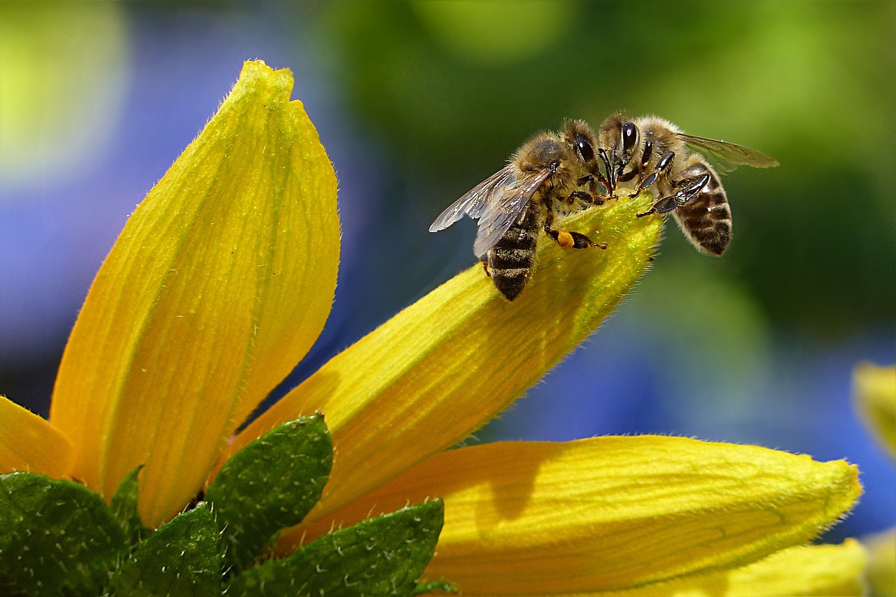 Bee Communication Beyond the Waggle Dance (image credits: pixabay)