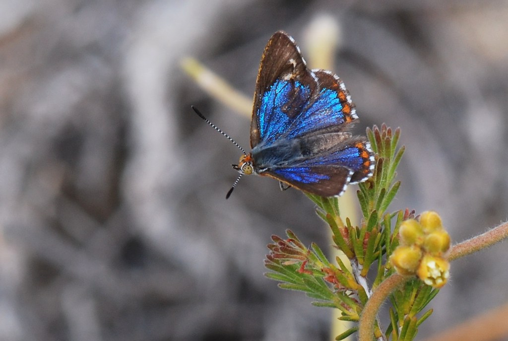 The Future of Insect Chemical Communication Research (image credits: flickr)