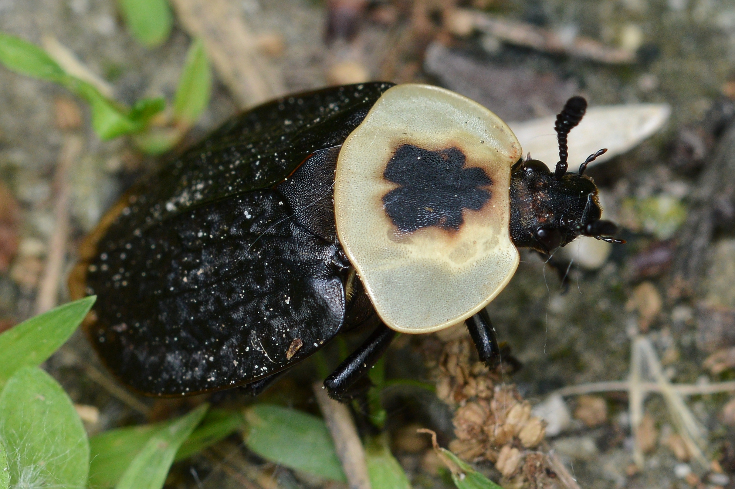 Nature's Tiny Recycling Machines (image credits: By Ryan Hodnett, CC BY-SA 4.0, https://commons.wikimedia.org/w/index.php?curid=75896839)