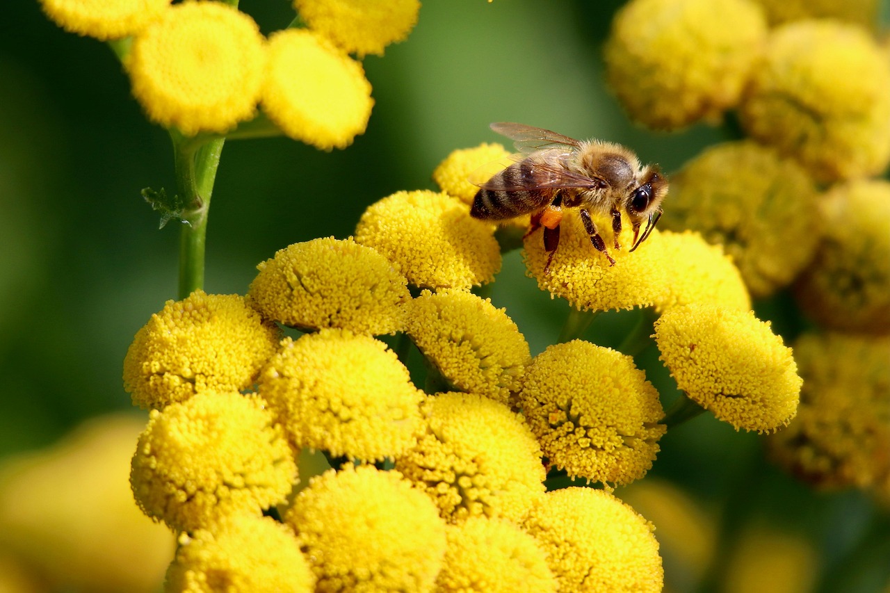 The Pollination Crisis That Threatens Our Food Supply (image credits: pixabay)