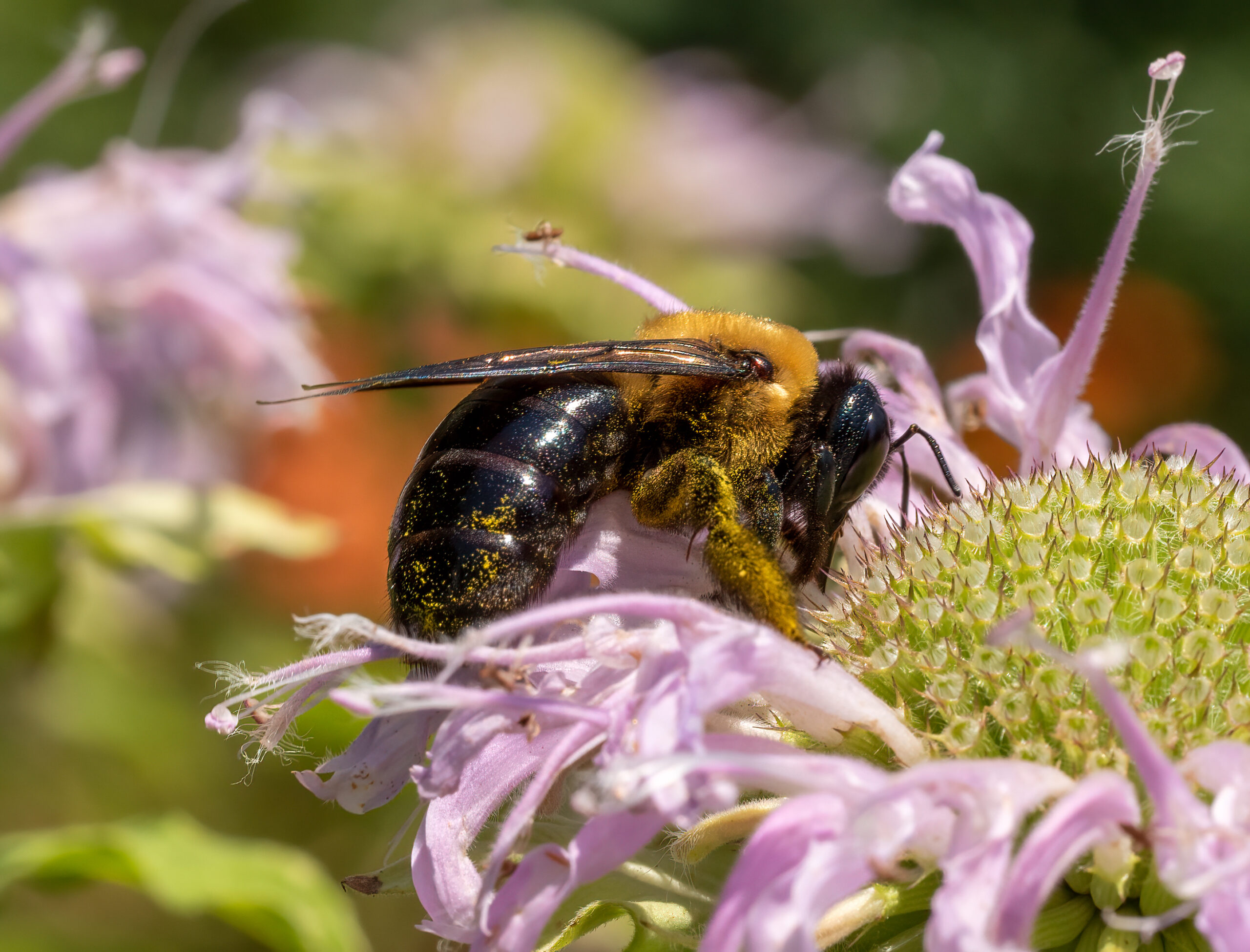Urban Jungles Need Bug Diversity Too (image credits: By Rhododendrites, CC BY-SA 4.0, https://commons.wikimedia.org/w/index.php?curid=121028501)