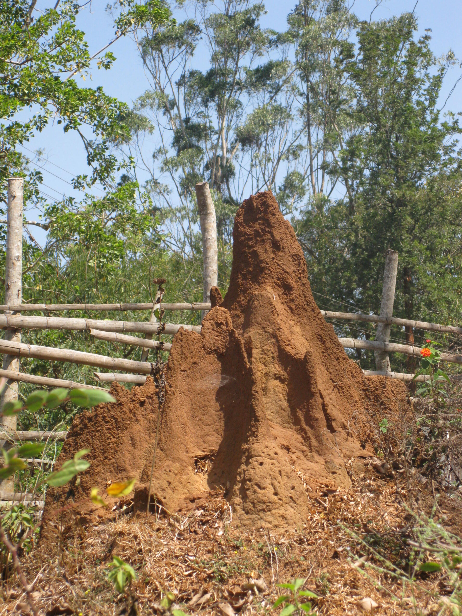 Ecosystem Engineers With Tiny Tools (image credits: wikimedia)