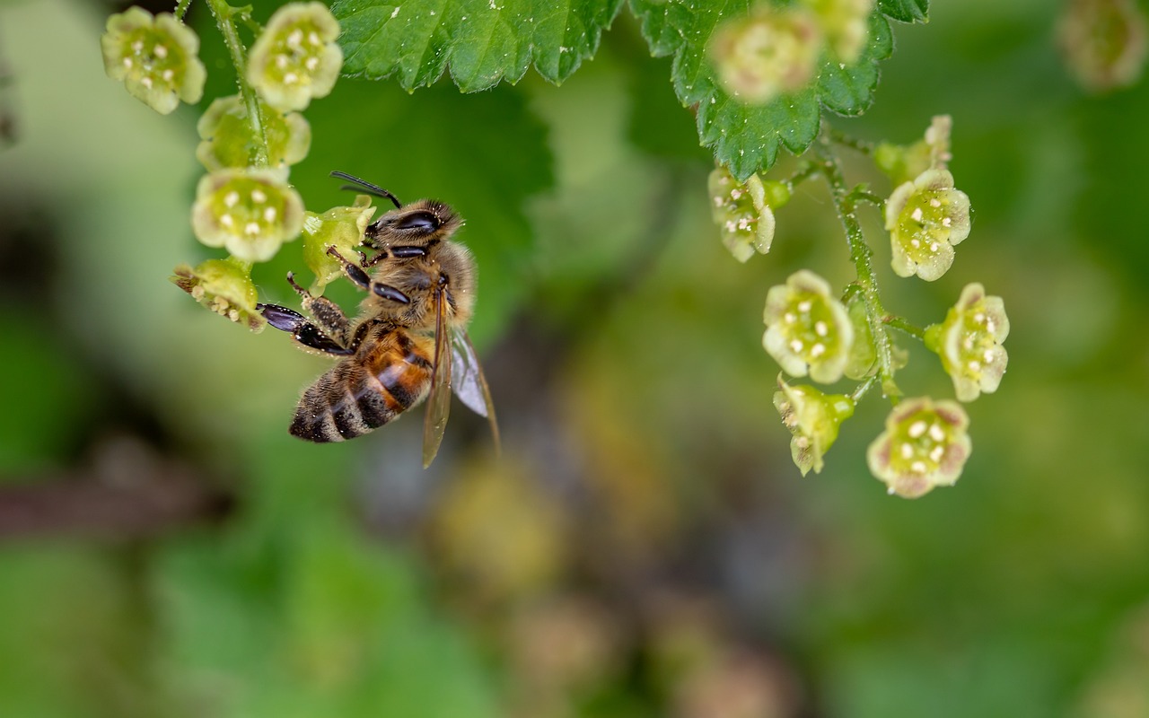 Conclusion: The Tiny Giants Among Us (image credits: pixabay)