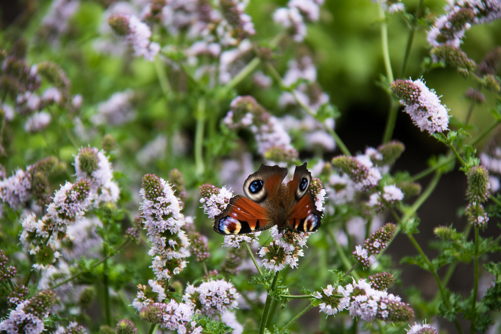 Urban Pollinator Networks (image credits: flickr)