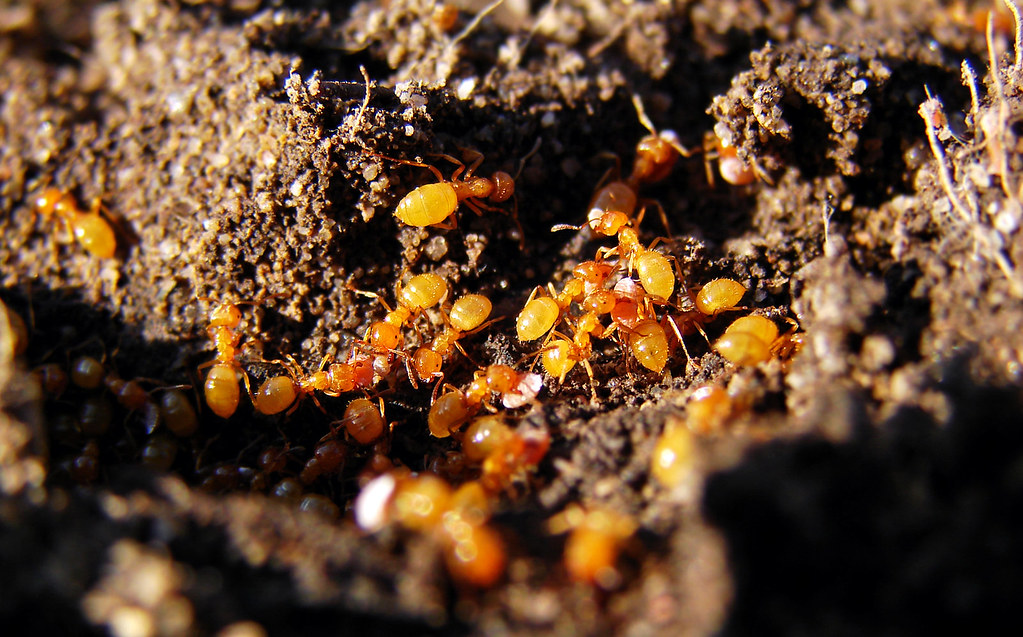 Social Structure Adaptations (image credits: flickr)