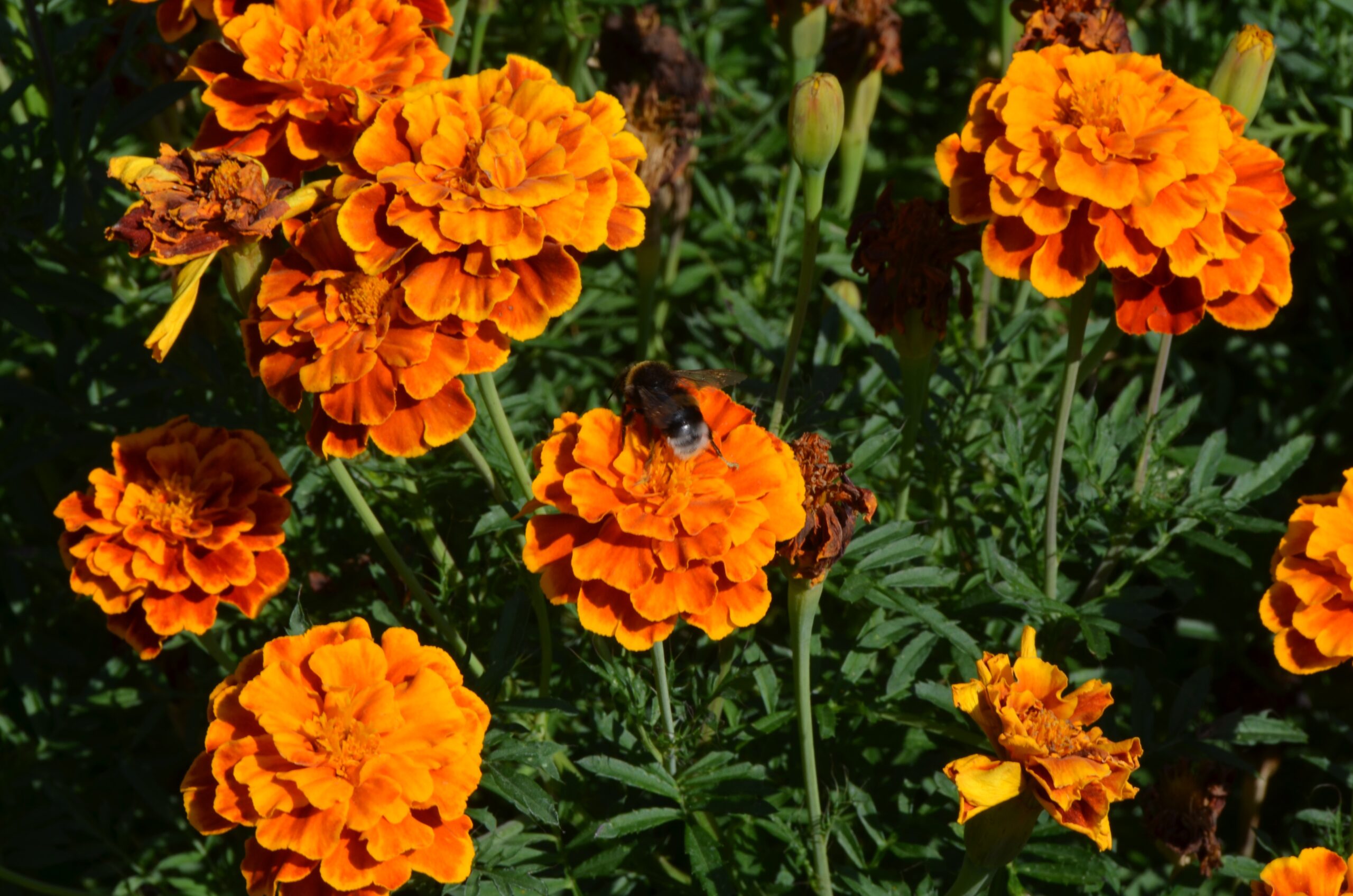 The Remarkable Resilience of Urban Insects (image credits: wikimedia)