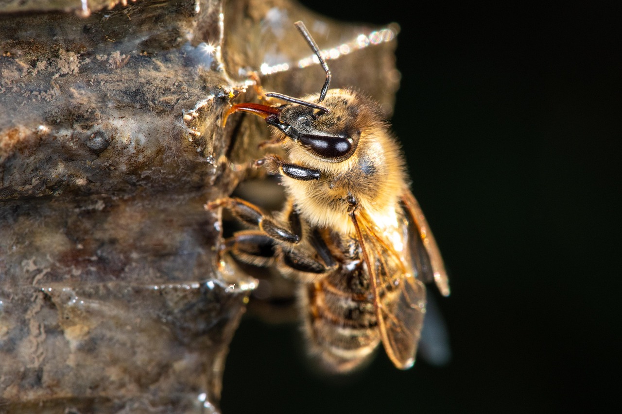 The Surprising Intelligence of Honeybees (image credits: pixabay)