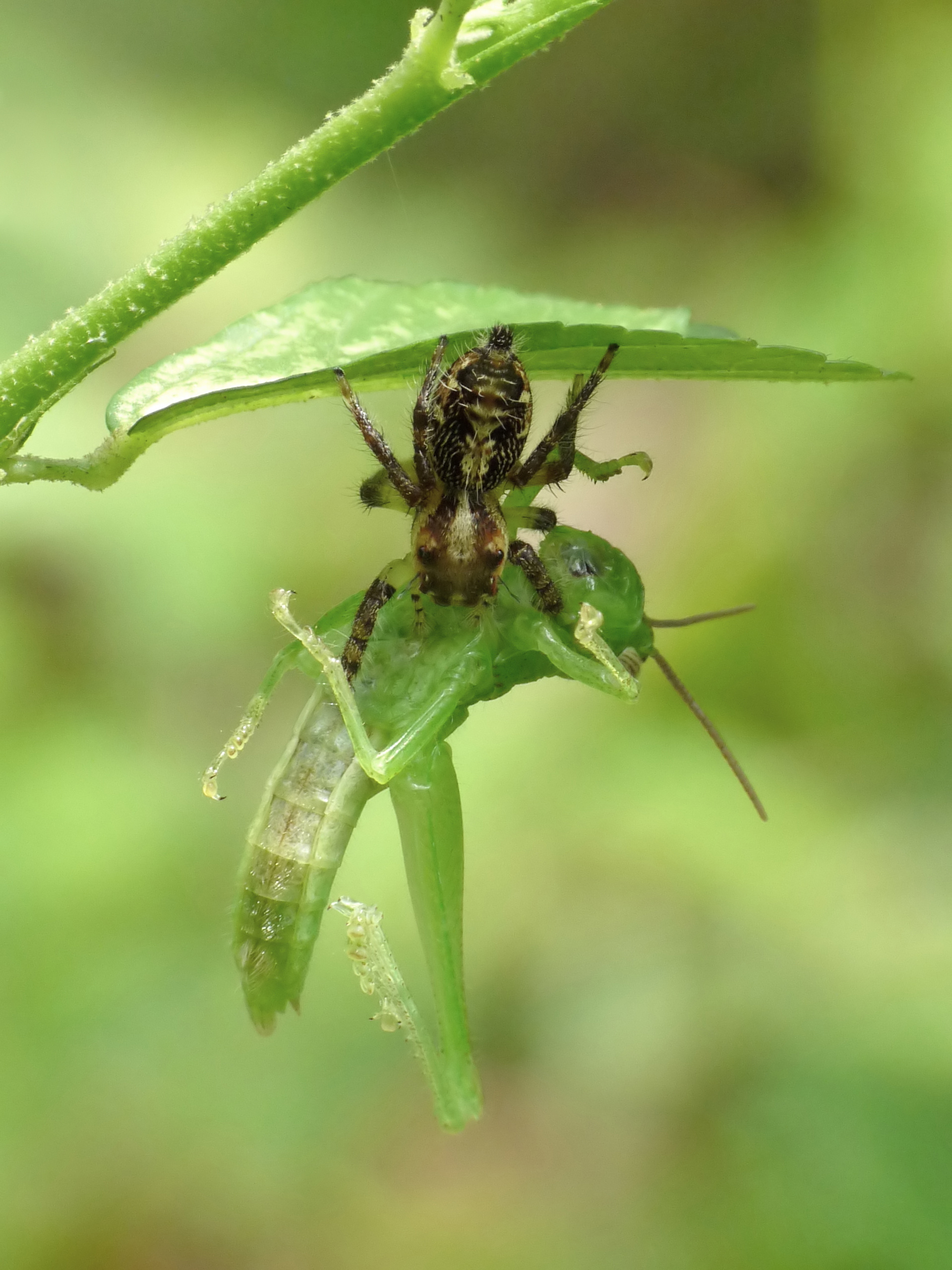 The Mysterious Case of Jumping Spiders (image credits: wikimedia)