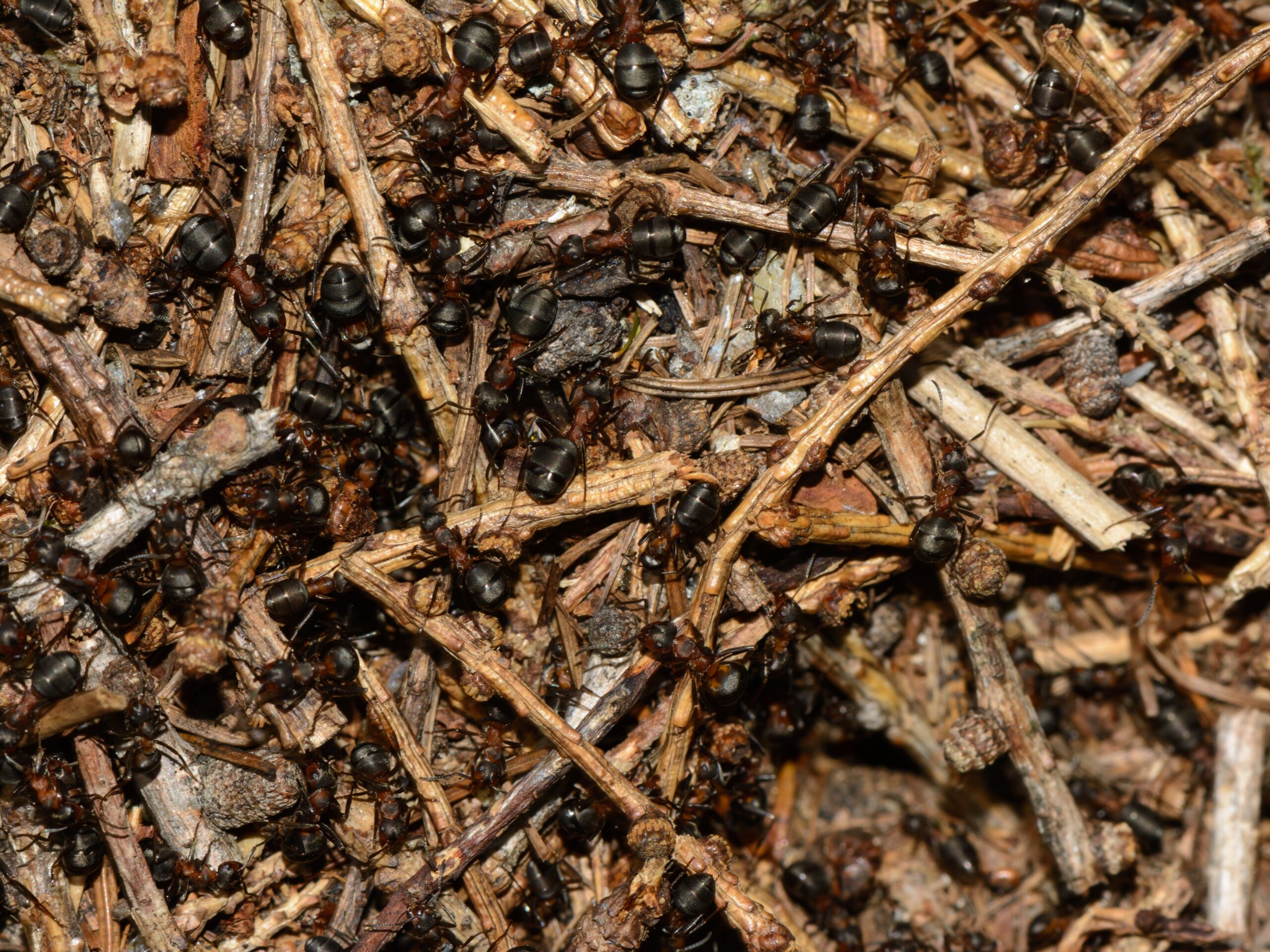 Ants and Their Collective Awareness (image credits: wikimedia)