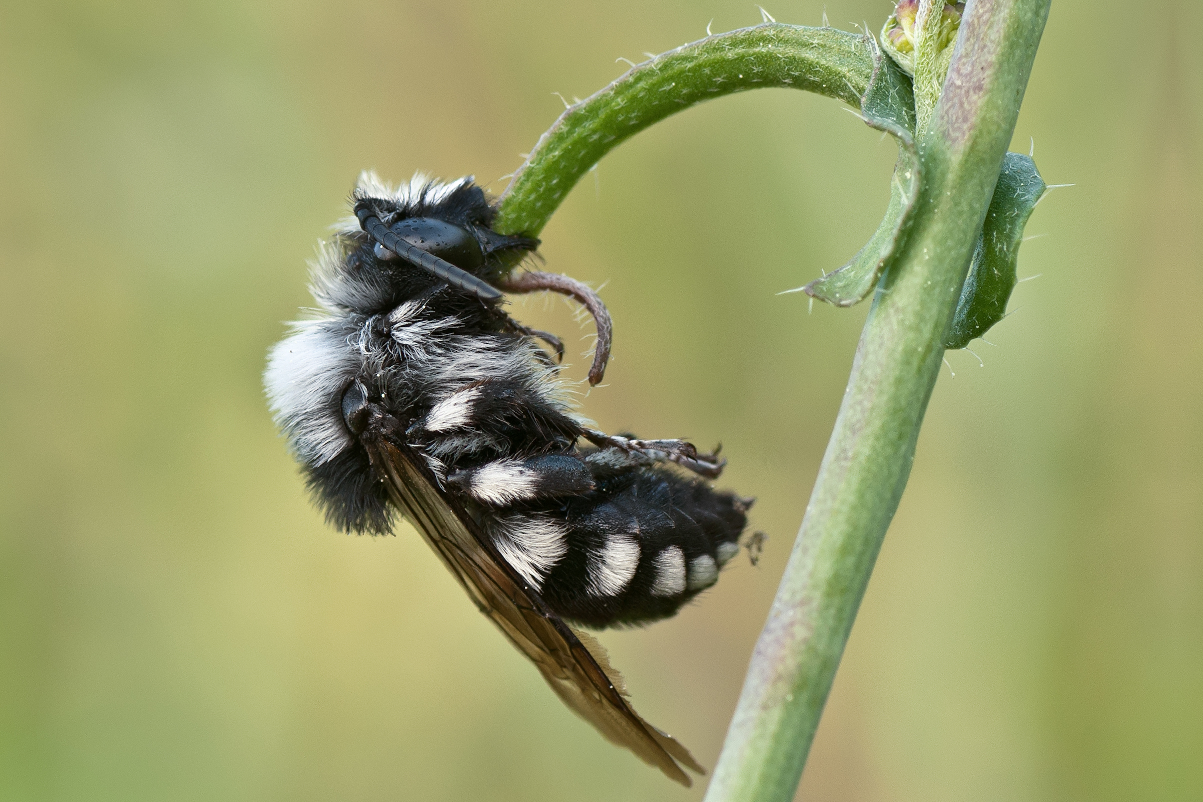 Sleep and Dreams in the Insect World (image credits: wikimedia)
