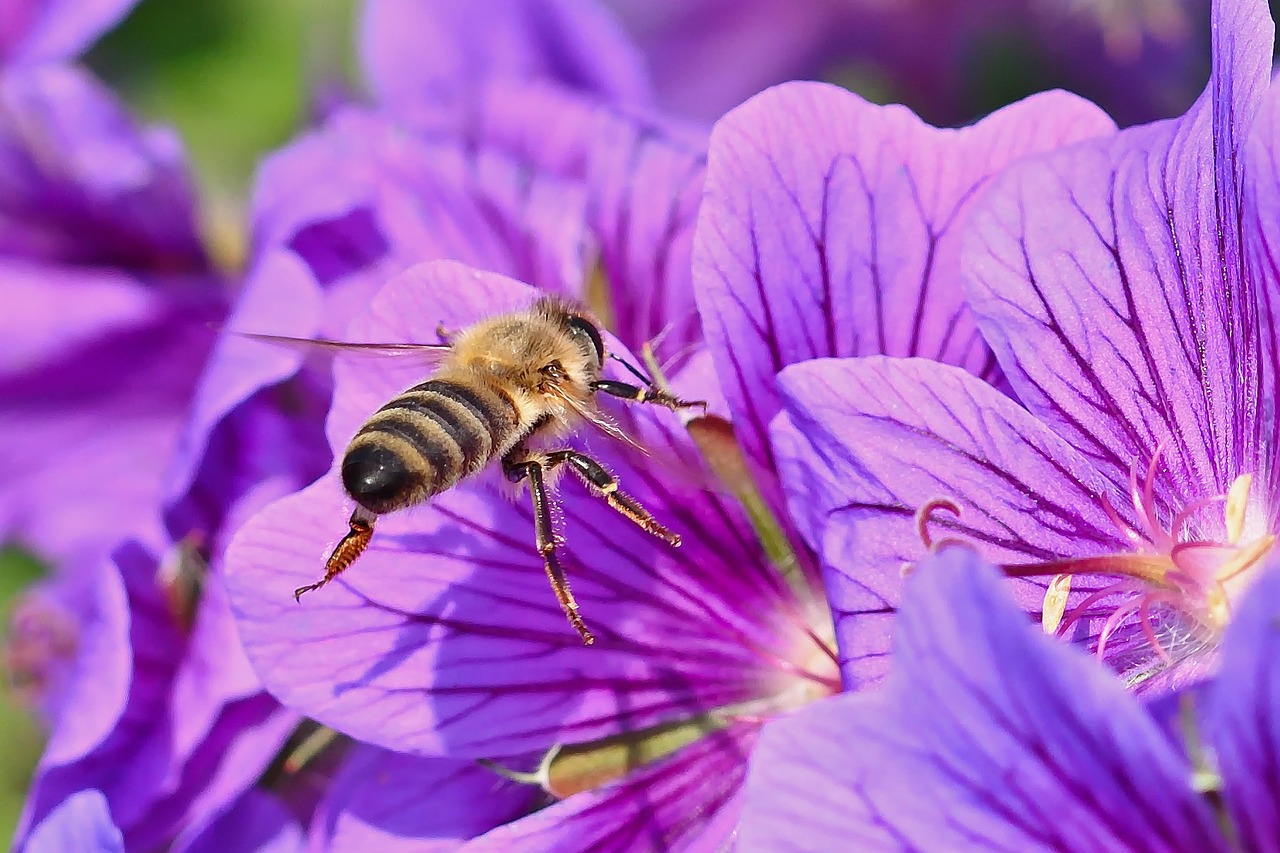 The Role of Emotions in Insect Behavior (image credits: pixabay)