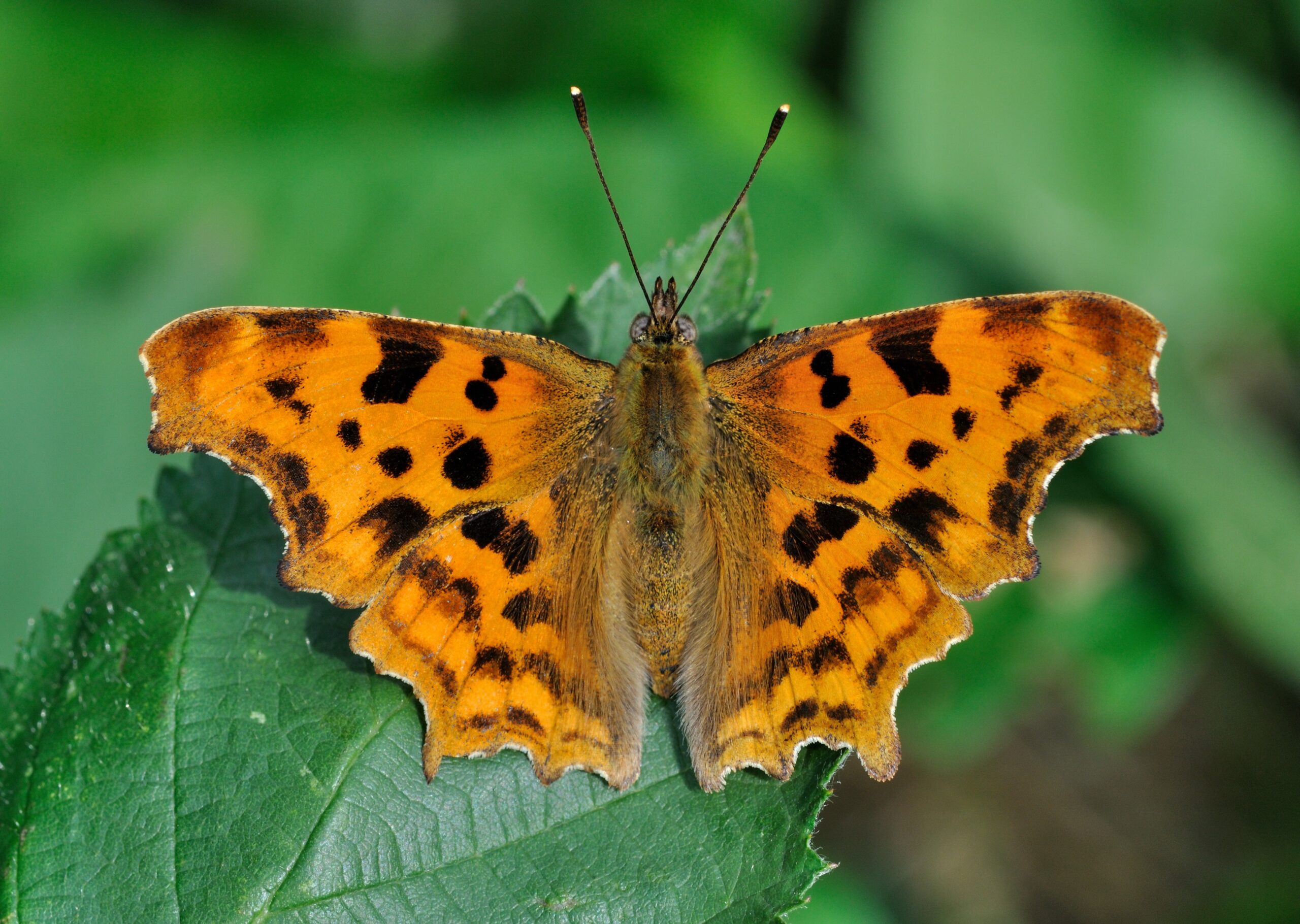 Memory and Learning Across Species (image credits: wikimedia)