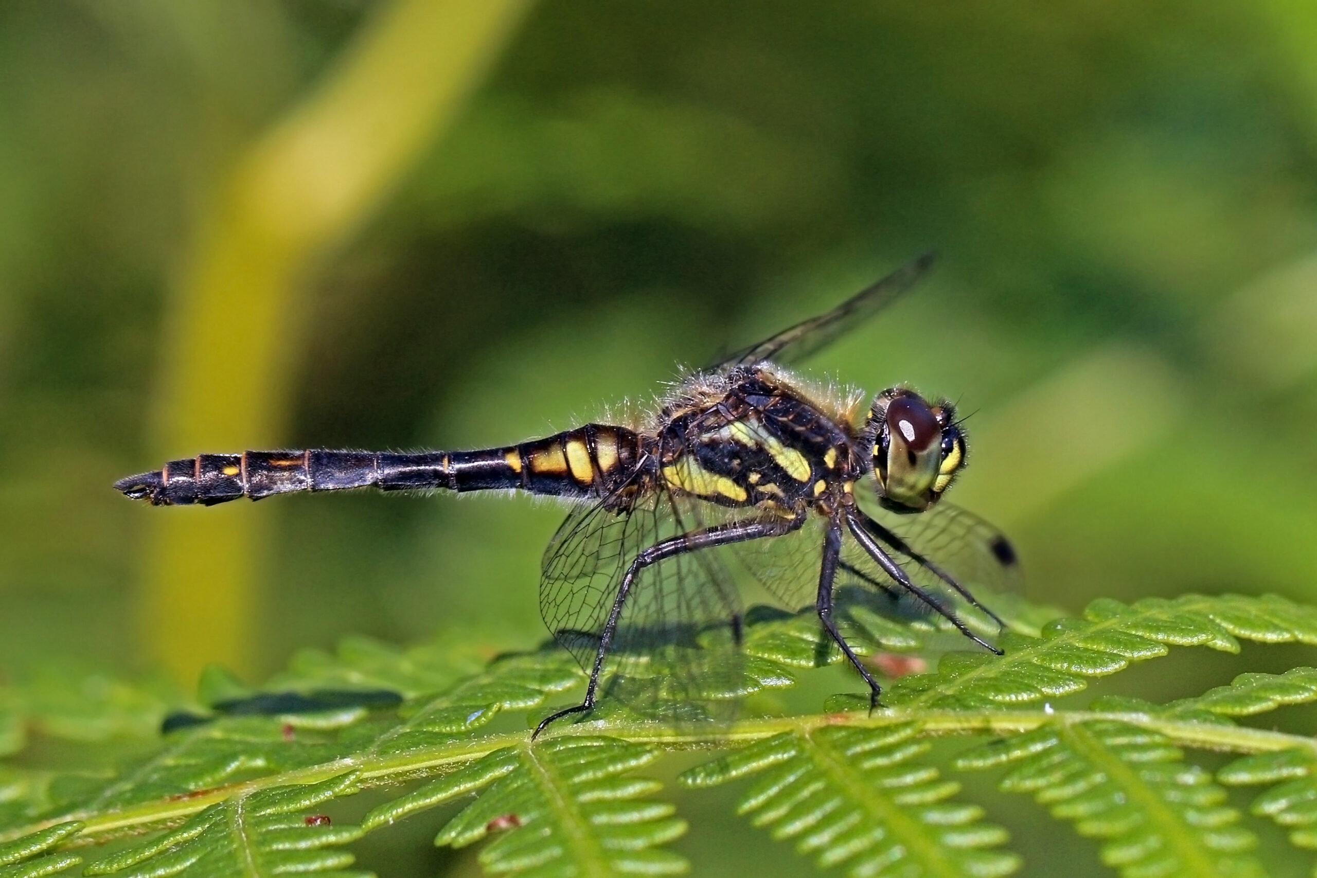 The Ethical Implications of Insect Consciousness (image credits: wikimedia)