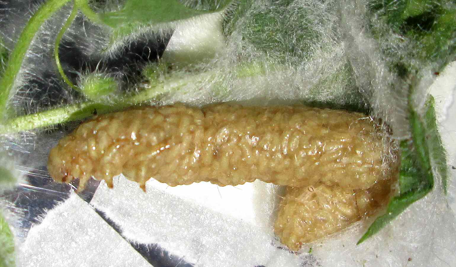 Size Matters: The Microscopic World of Wasp Larvae (image credits: wikimedia)