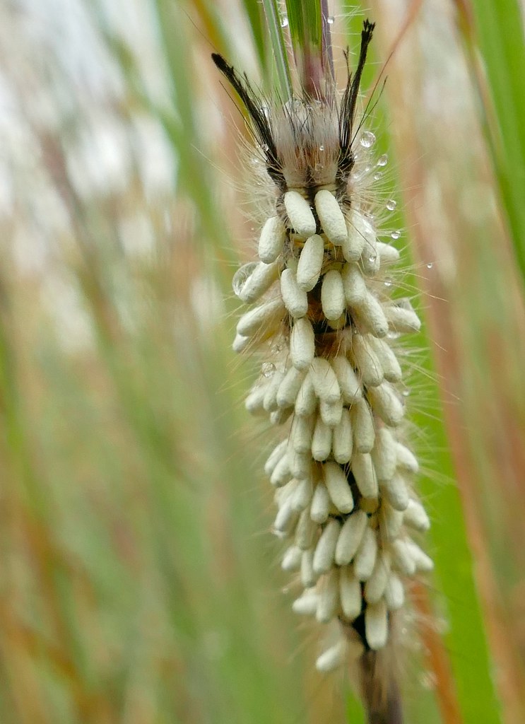 Human Applications: Learning from Nature's Assassins (image credits: flickr)