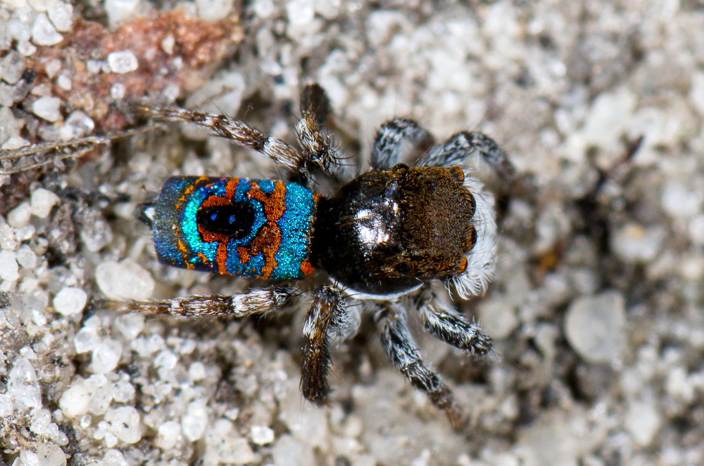 A Rainbow in Eight Legs (image credits: flickr)