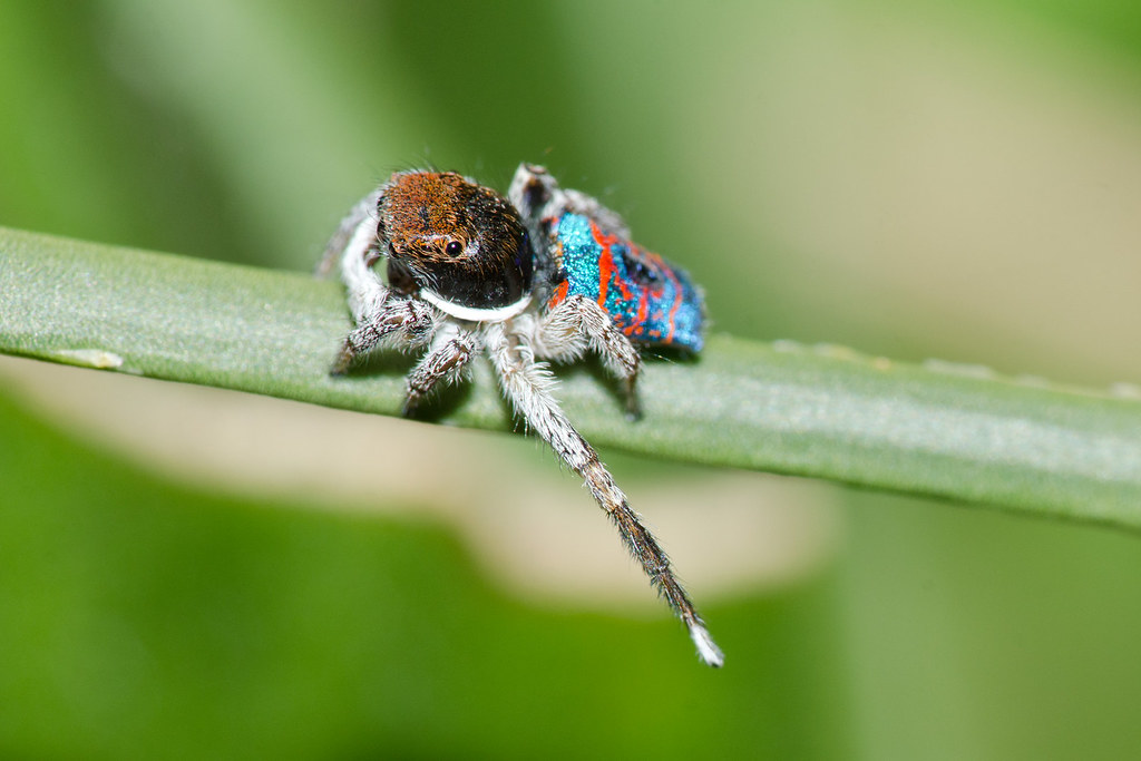 Masters of Mimicry and Deception (image credits: flickr)