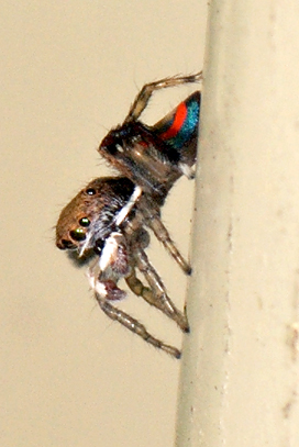 Lessons from the Smallest Performers (image credits: wikimedia)