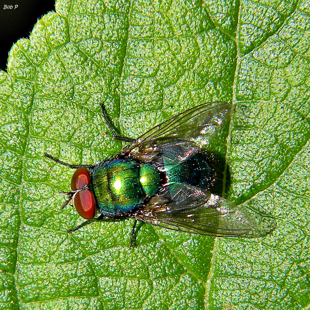 Blow Flies: The First Responders of Decomposition (image credits: flickr)
