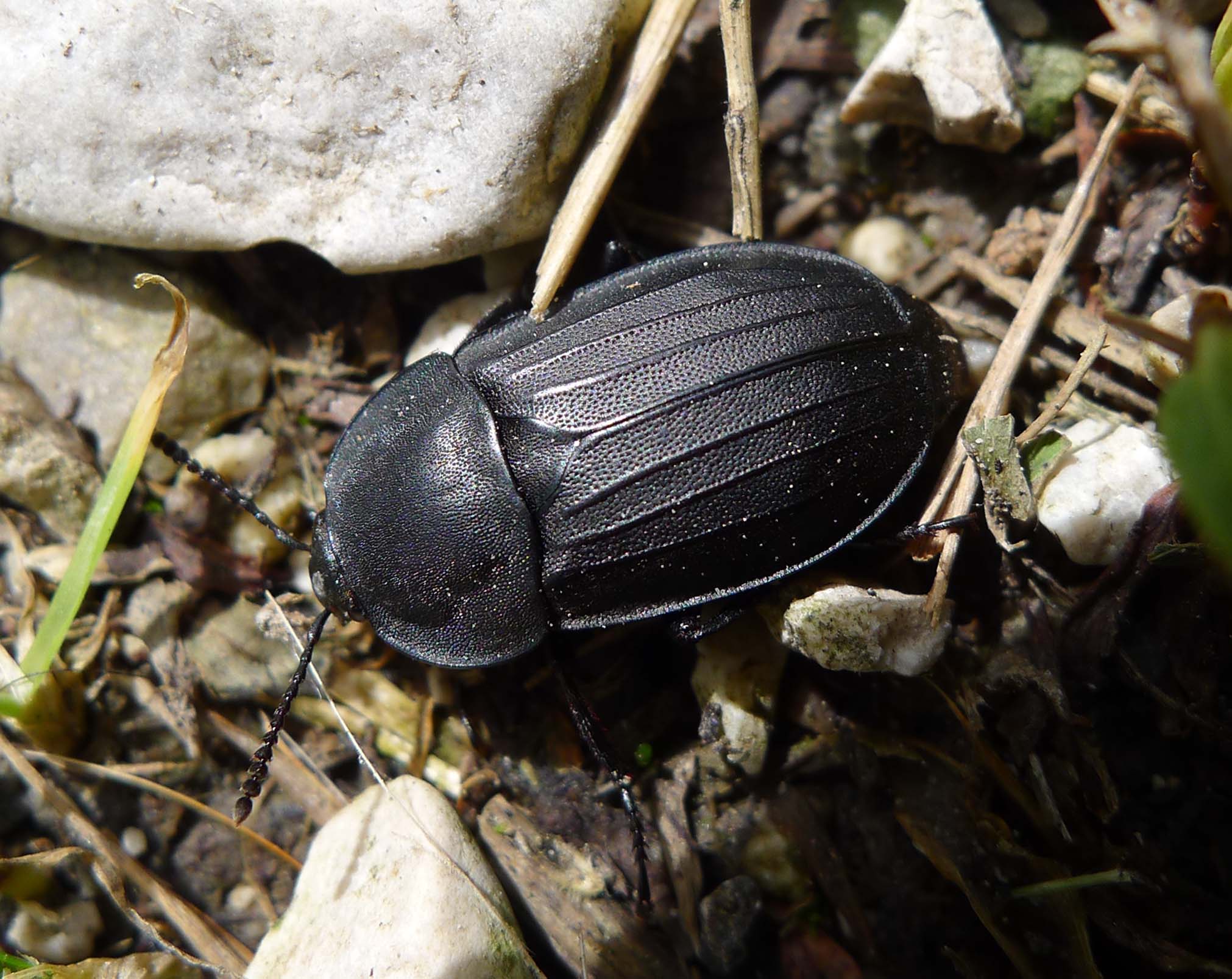 Carrion Beetles: The Undertakers of the Insect World (image credits: Carrion Beetle . Silphidae, CC BY 2.0, https://commons.wikimedia.org/w/index.php?curid=37864271)