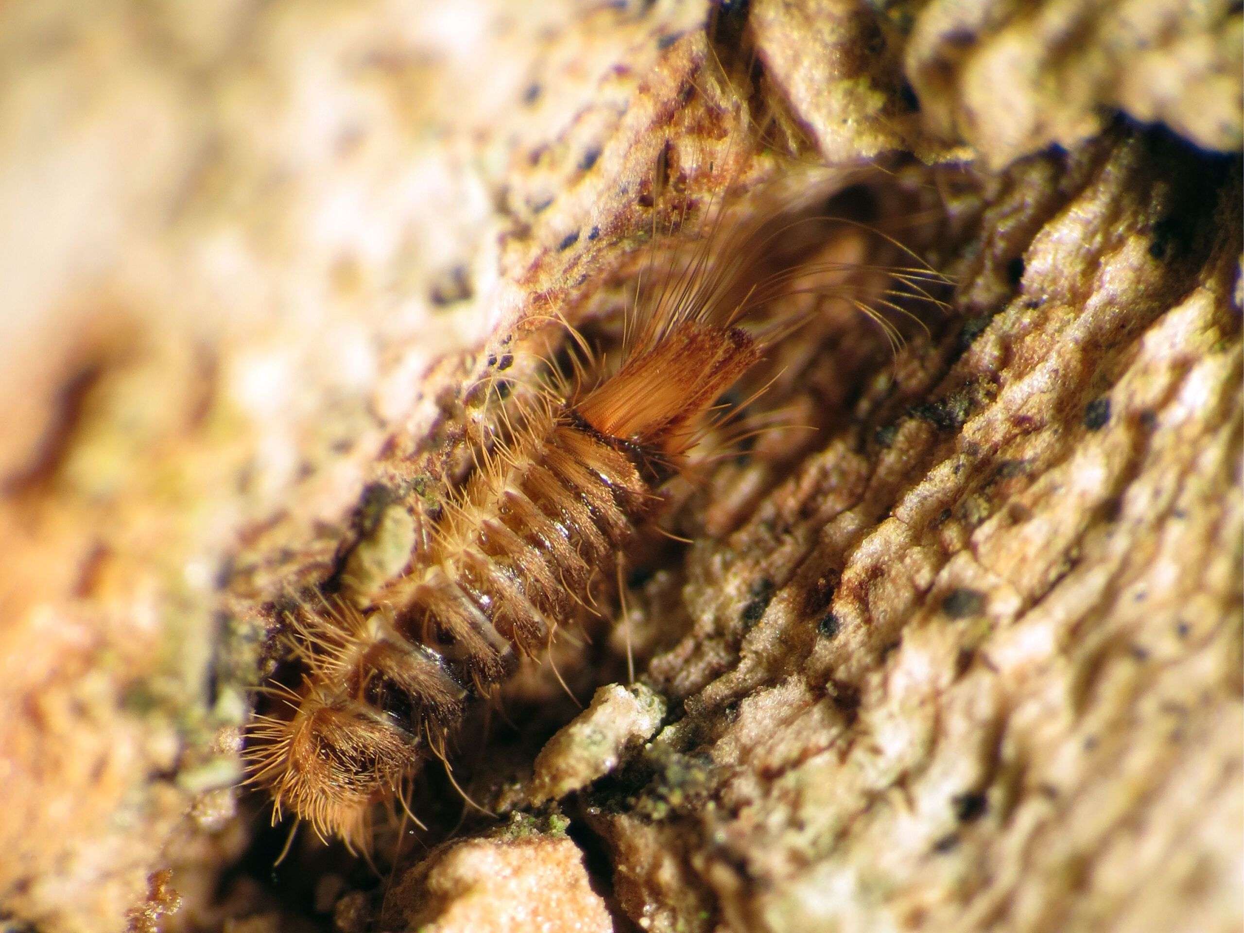 Dermestid Beetles: The Bone Cleaners (image credits: wikimedia)
