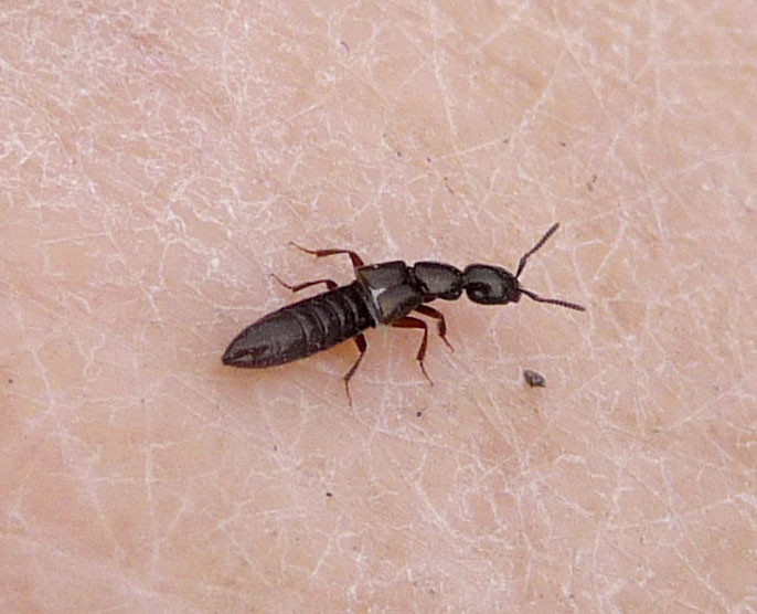 Rove Beetles: The Predators Among Decomposers (image credits: Staphylinidae, Rove Beetle  sp. Xantholinini, CC BY 2.0, https://commons.wikimedia.org/w/index.php?curid=49872522)