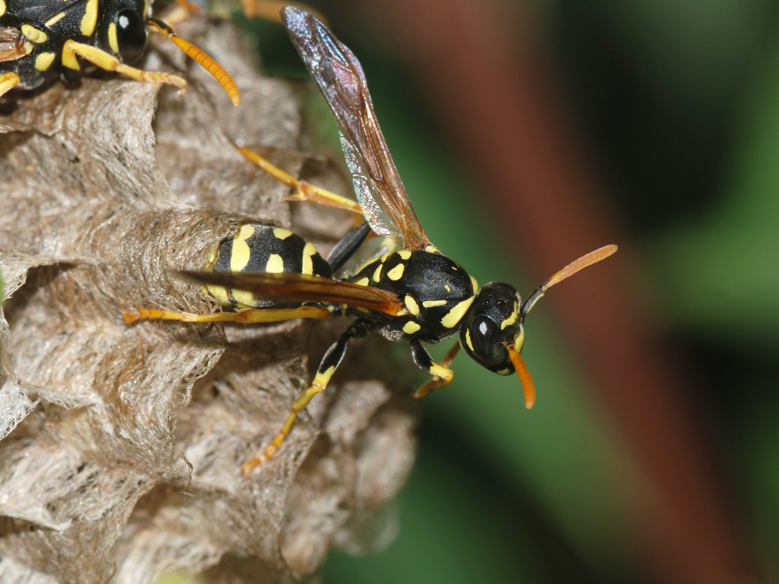 Wasps: The Protein Harvesters (image credits: By Alvesgaspar, CC BY-SA 3.0, https://commons.wikimedia.org/w/index.php?curid=4102435)