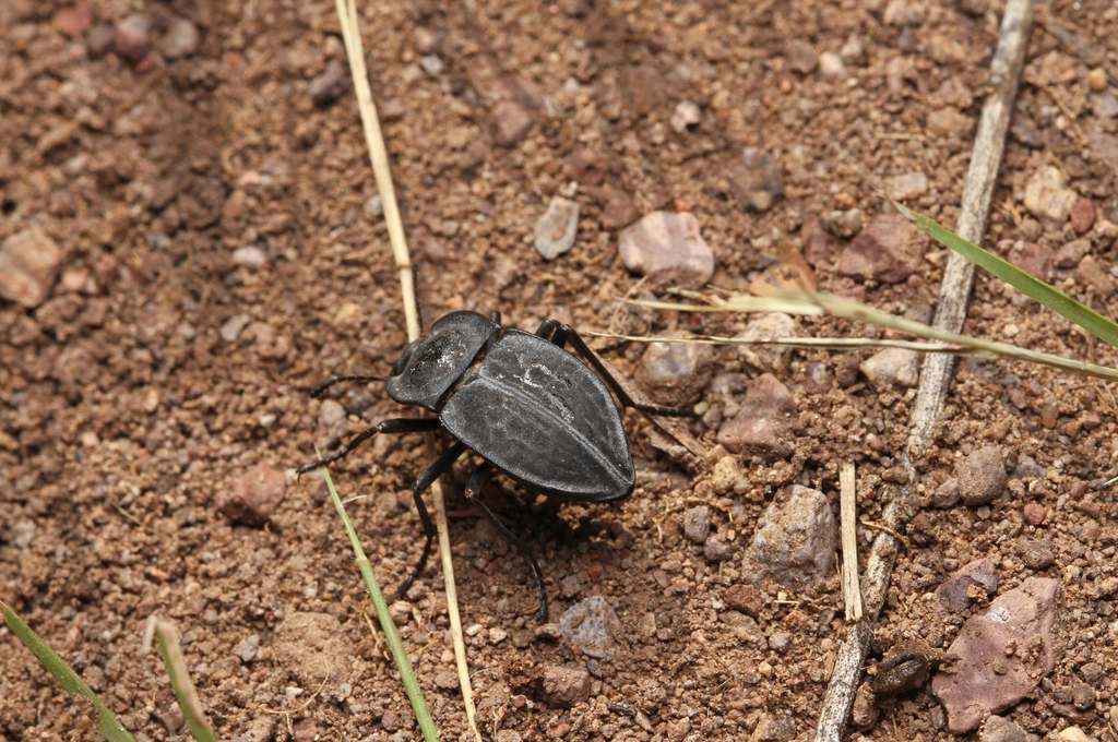The Soil Enrichment Miracle (image credits: rawpixel)