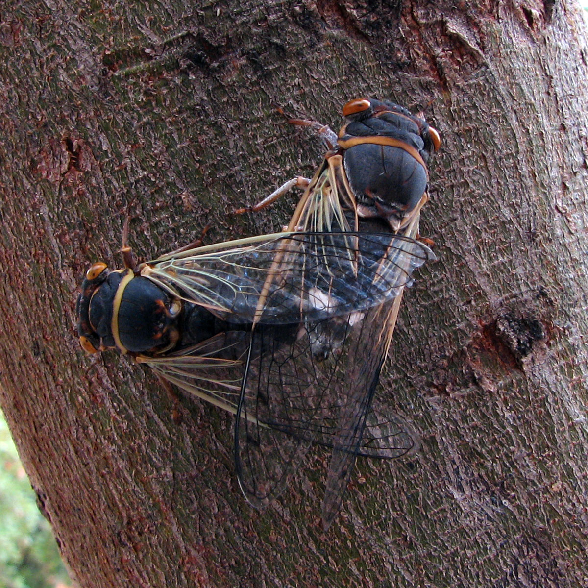 Romance in the Treetops (image credits: wikimedia)