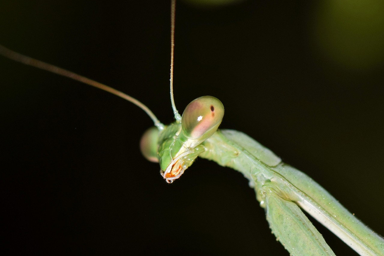 The Praying Mantis: Nature's Perfect Predator (image credits: pixabay)