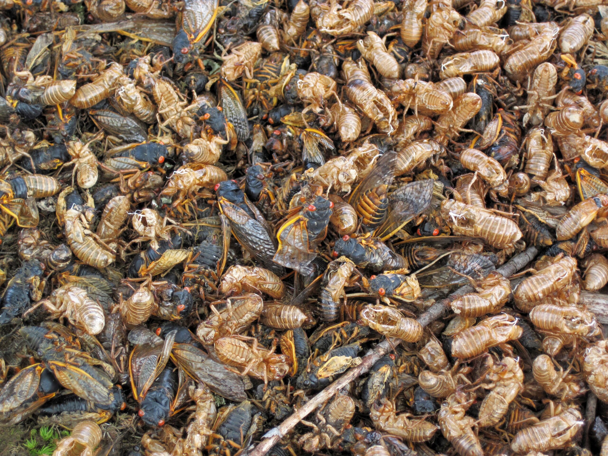 Cicadas: The Underground Alien Emergence (image credits: wikimedia)