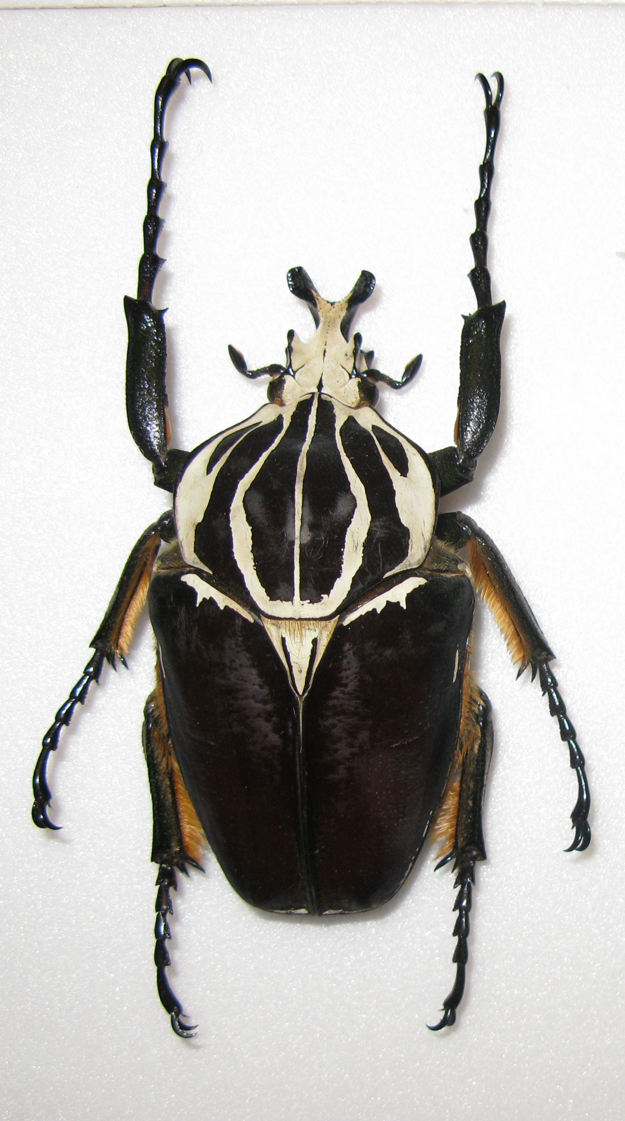 The Goliath Beetle: Armored Alien Warrior (image credits: wikimedia)